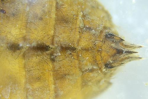 Réf. 353 015 : Libellula depressa
